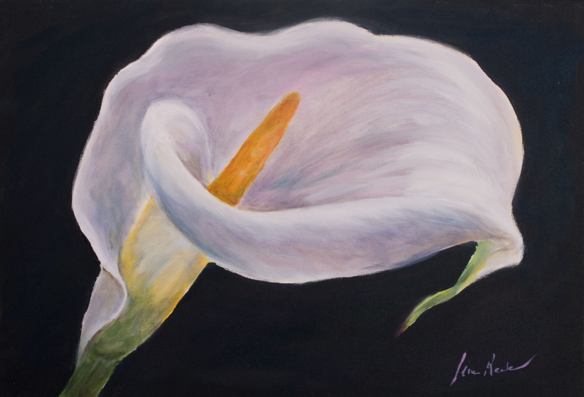 Calla lilly I