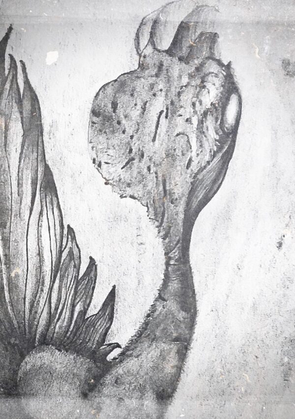 Pavo